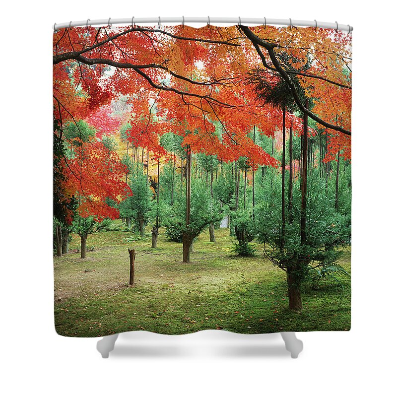 Grass Shower Curtain featuring the photograph Fall Colors On Trees by Murat Taner