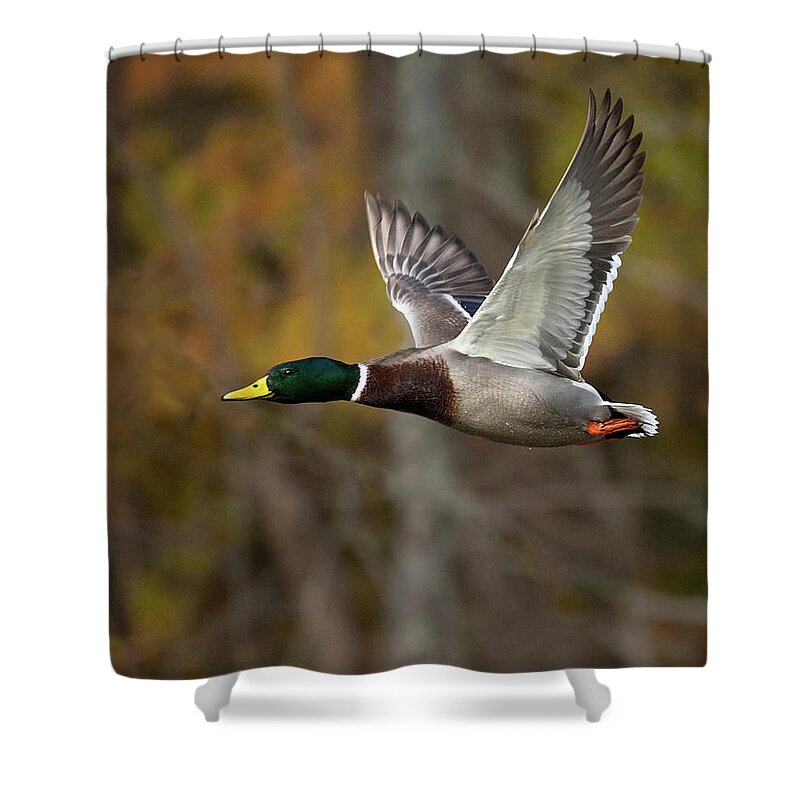 Duck Shower Curtain featuring the photograph Fall Flap by Art Cole
