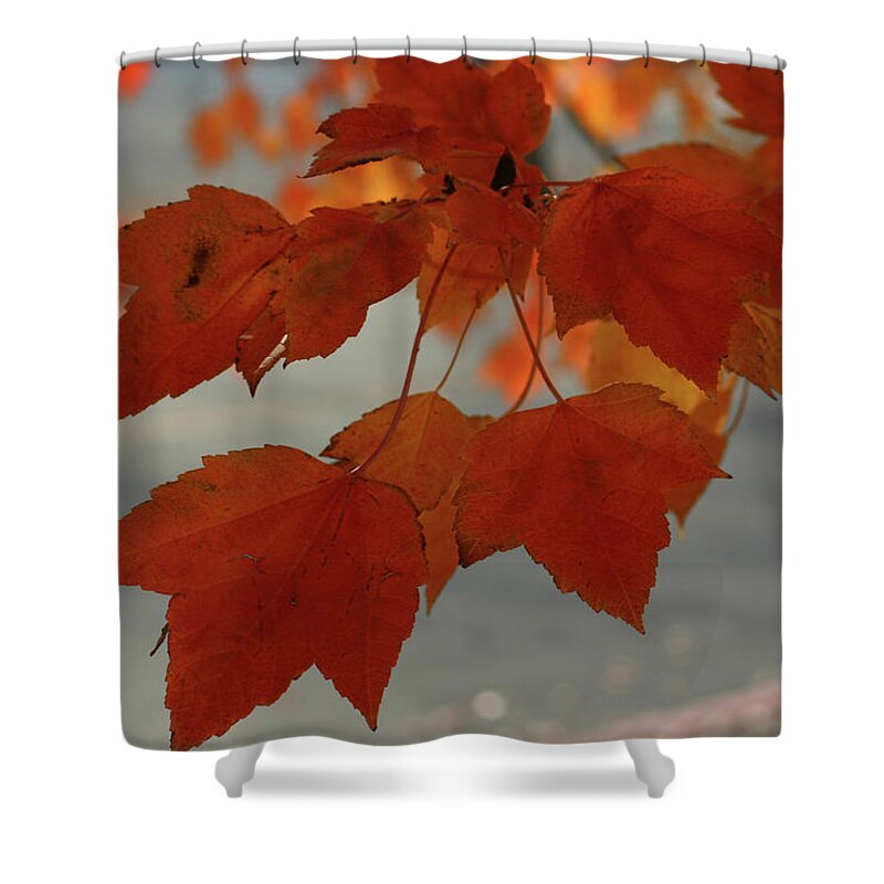 Fall Shower Curtain featuring the photograph Fall in the Pacific Northwest by Leslie Struxness