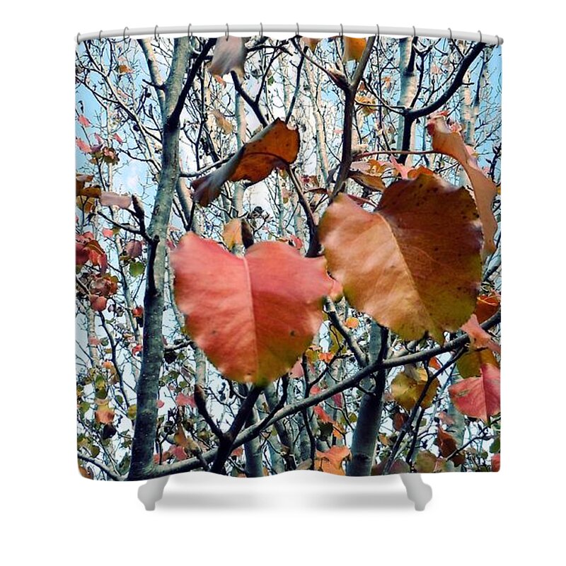 Fall Shower Curtain featuring the photograph Fall is Here by Ivars Vilums