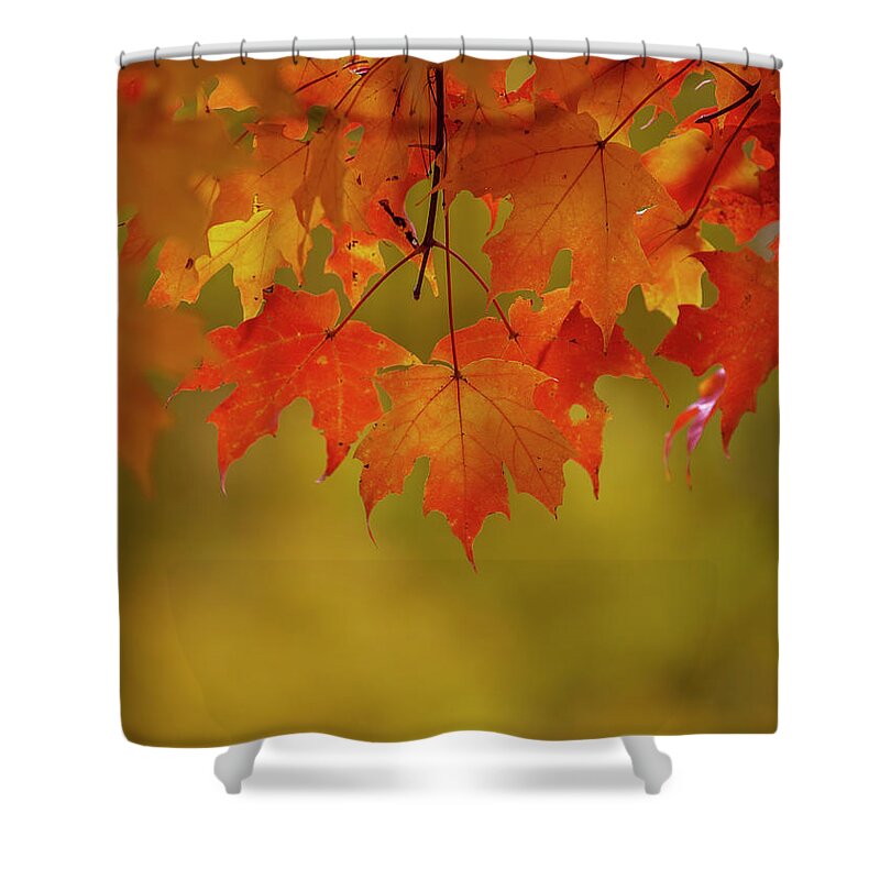 New England Shower Curtain featuring the photograph Fall Leaves by Rob Davies