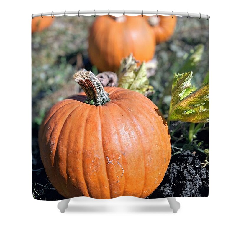 Pumpkin Shower Curtain featuring the photograph Fall Pumpkins by Jeff Floyd CA