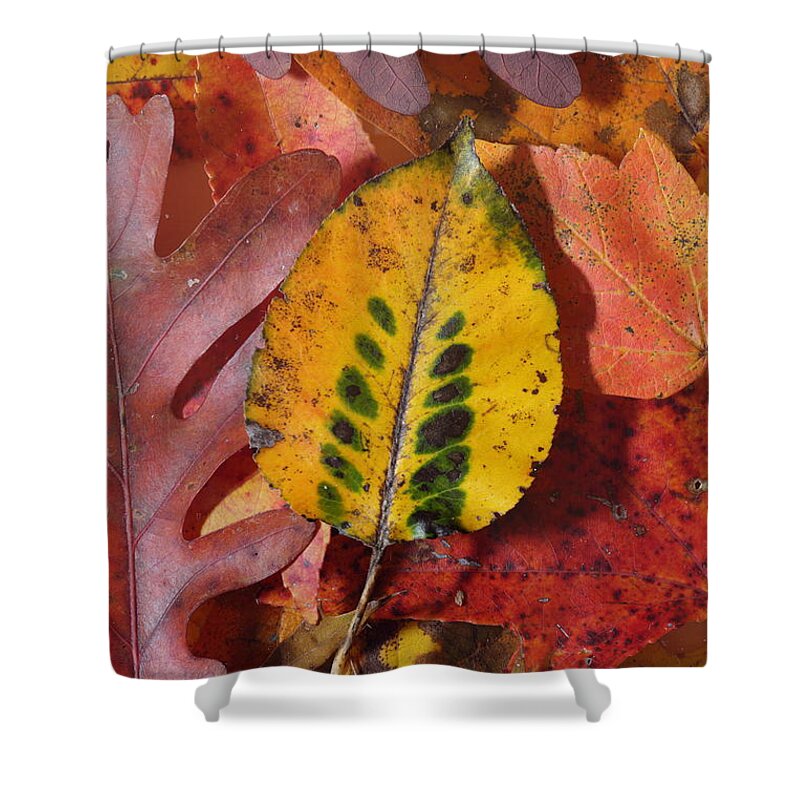 Leaves Shower Curtain featuring the photograph Fallen Leaves by Daniel Reed