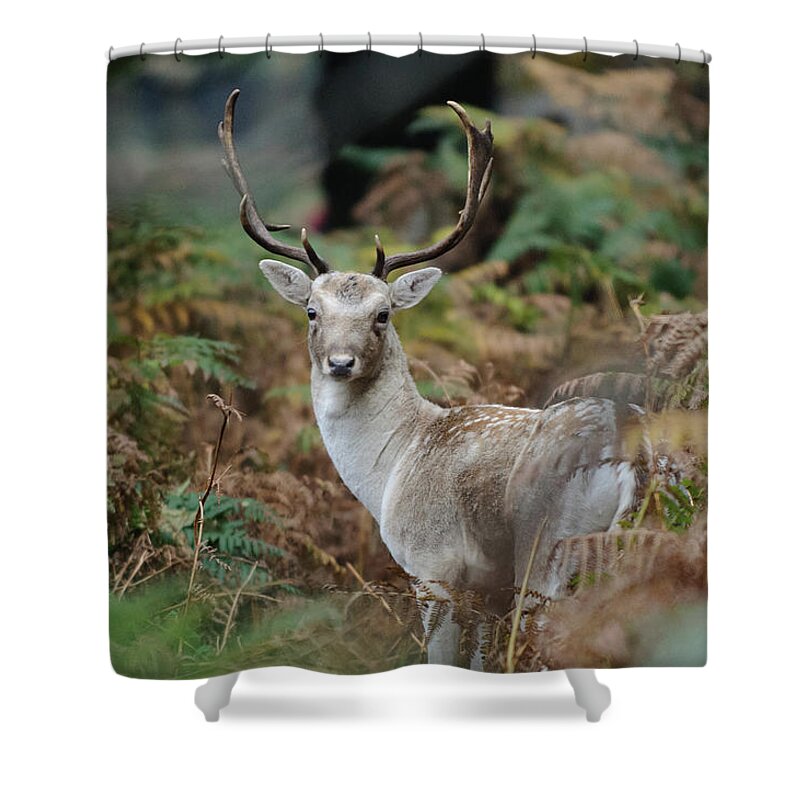 Animal Themes Shower Curtain featuring the photograph Fallow Deer Stag Amongst Ferns by Photo © Stephen Chung