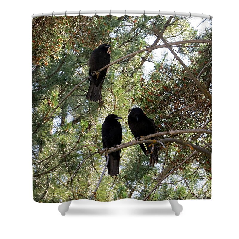 American Crow Shower Curtain featuring the photograph Family gathering by Jean Evans