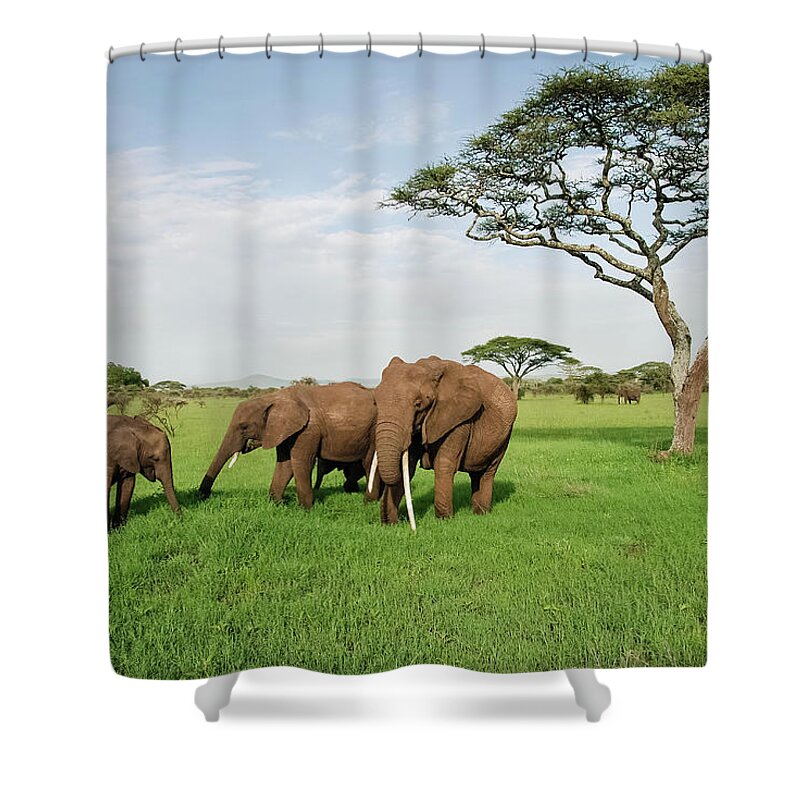 Grass Shower Curtain featuring the photograph Family Of Elephants On A Sunny Day In by Volanthevist