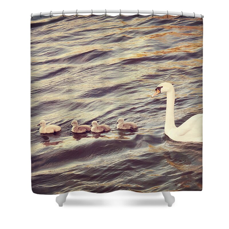 Belgium Shower Curtain featuring the photograph Family Of Swans by Just A Click