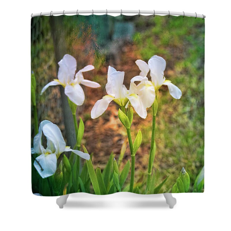 Flowers Shower Curtain featuring the photograph February Blossoms by Joan Bertucci