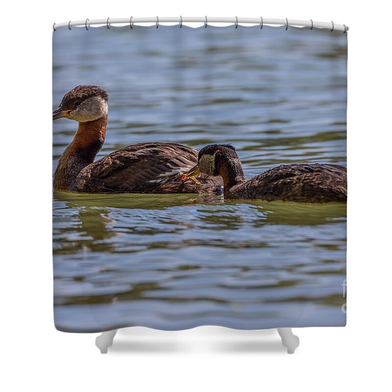 Photography Shower Curtain featuring the photograph Feeding Time by Alma Danison