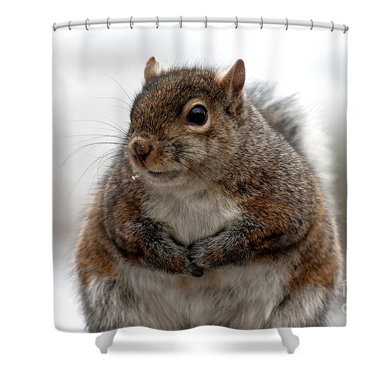 Squirrel Shower Curtain featuring the photograph Feeling Fluffy, Squirrel Photo by Sandra J's