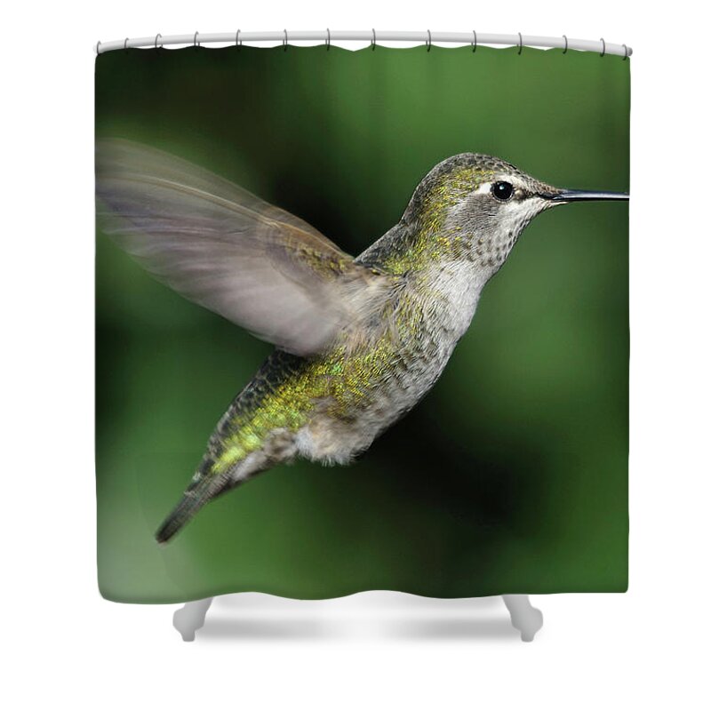Animal Themes Shower Curtain featuring the photograph Female Annas Hummingbird In Flight by Barbara Rich