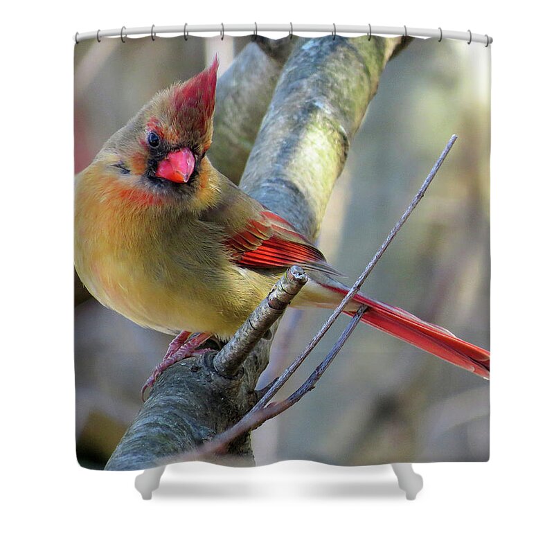 Cardinals Shower Curtain featuring the photograph Female Cardinal by Linda Stern