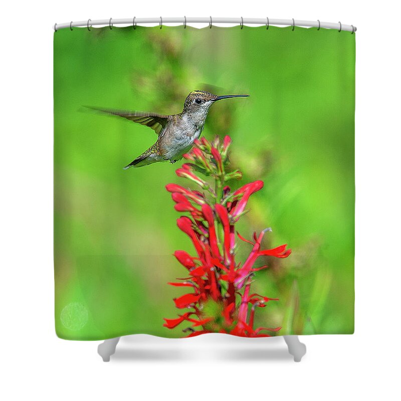 Nature Shower Curtain featuring the photograph Female Ruby-throated Hummingbird DSB0316 by Gerry Gantt