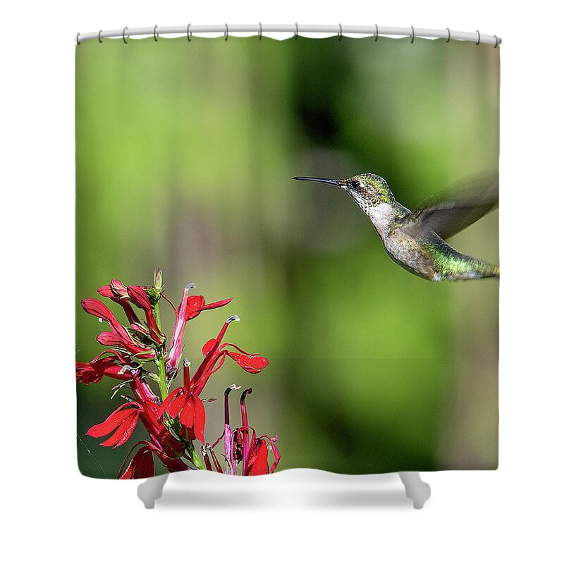 Nature Shower Curtain featuring the photograph Female Ruby-throated Hummingbird DSB0320 by Gerry Gantt
