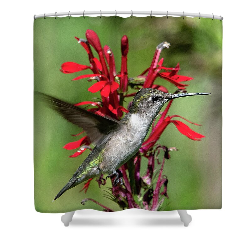 Nature Shower Curtain featuring the photograph Female Ruby-throated Hummingbird DSB0325 by Gerry Gantt