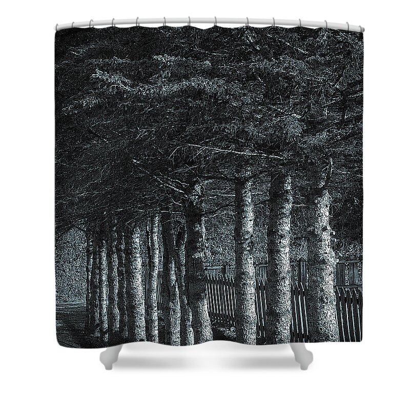 Pines Shower Curtain featuring the photograph Fences by Phil S Addis