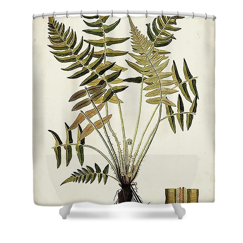 Botanical & Floral+ferns+botanical Study Shower Curtain featuring the painting Fern Botanical Iv by Vision Studio