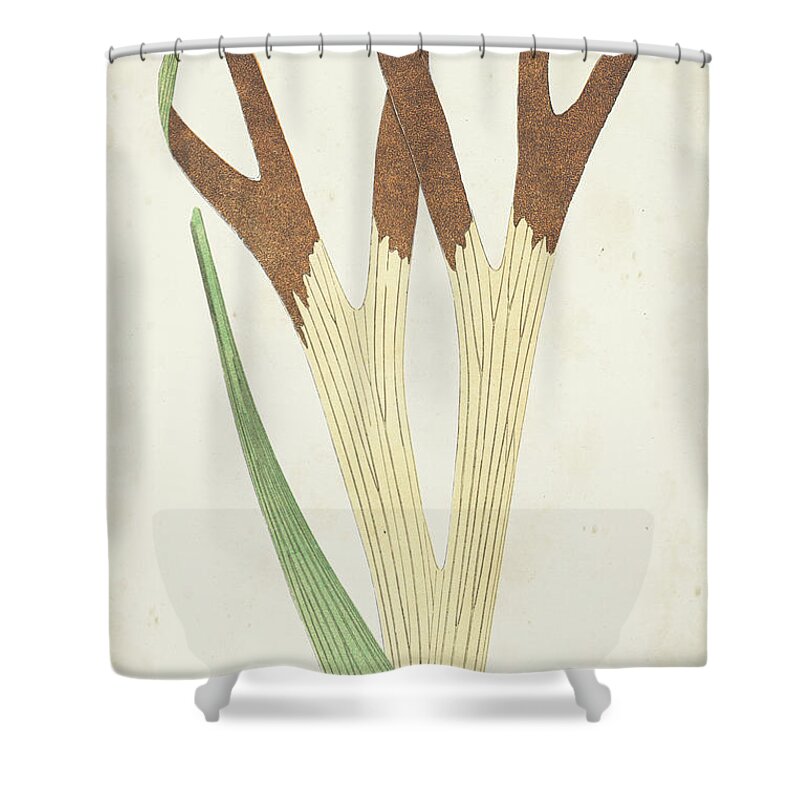 Botanical Shower Curtain featuring the painting Fern Family II by Lowe