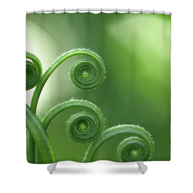Natural Pattern Shower Curtain featuring the photograph Fern In Forest by © Machel Spence