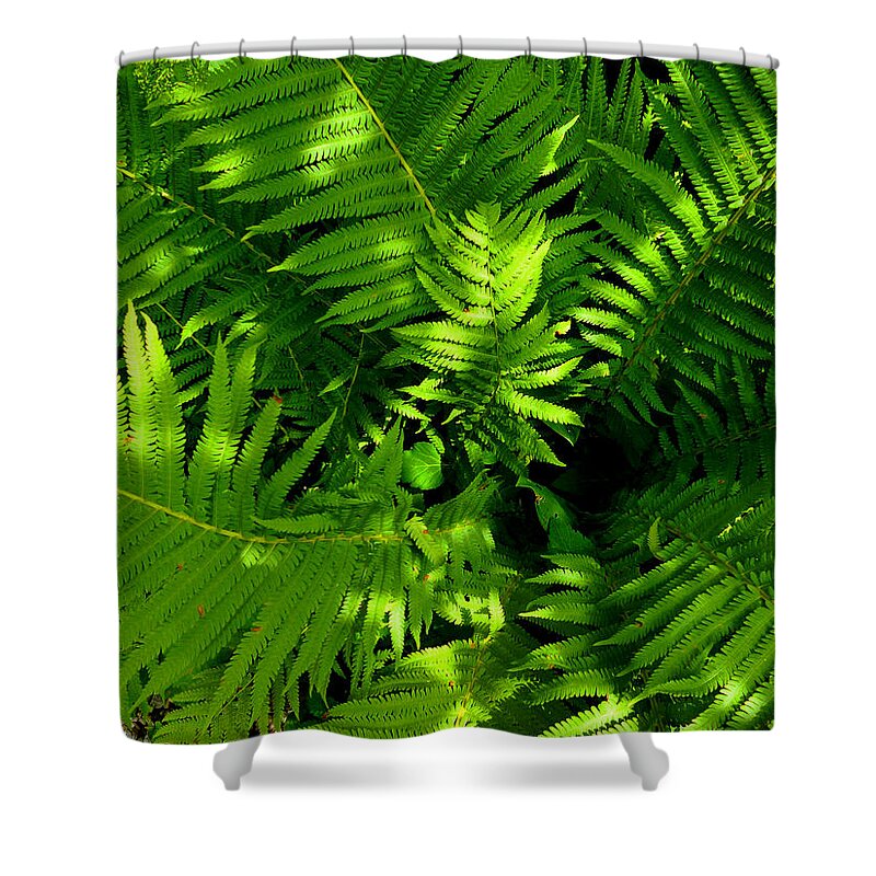 Green Shower Curtain featuring the photograph Fern by Mike McBrayer