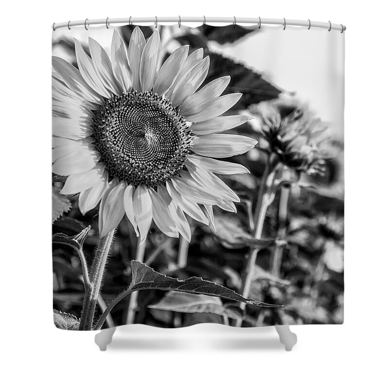 Flower Shower Curtain featuring the photograph Field of Flowers by Ray Silva