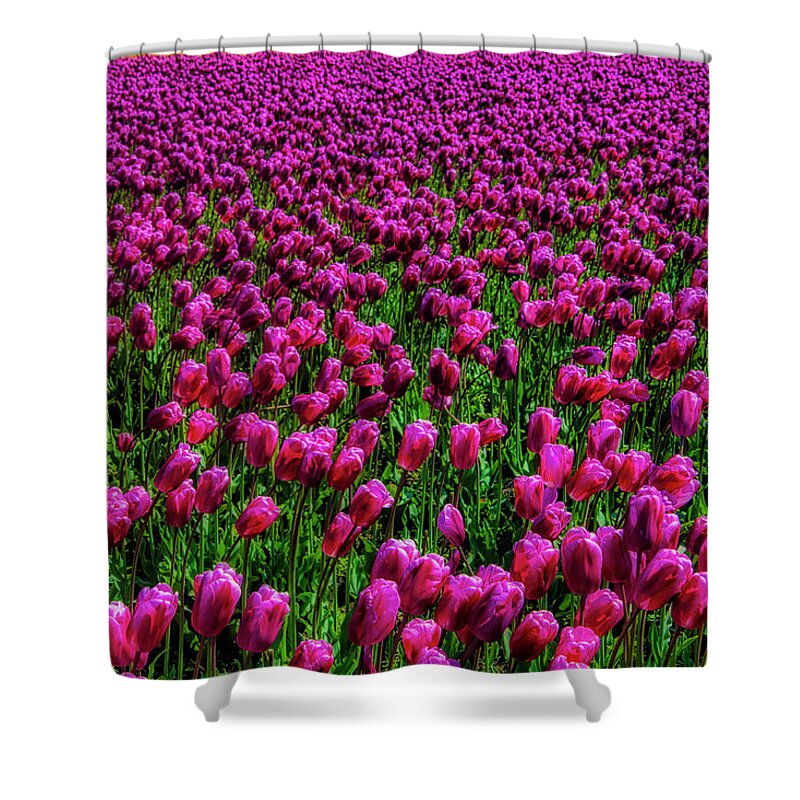 Tulip Shower Curtain featuring the photograph Field Of Purple Tulips by Garry Gay