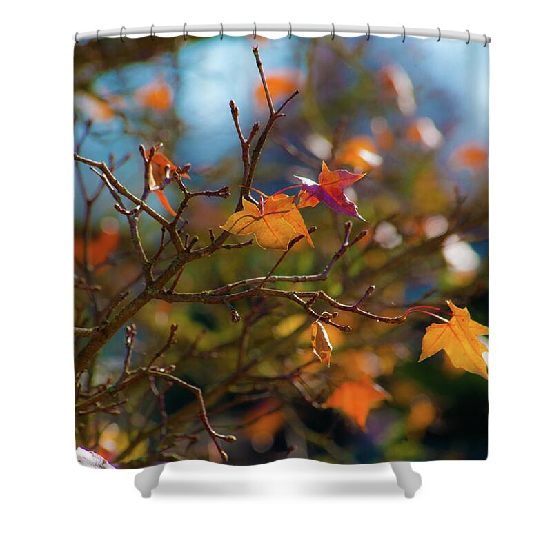 Fall Leaves Shower Curtain featuring the photograph Fiery Autumn by Bonnie Bruno
