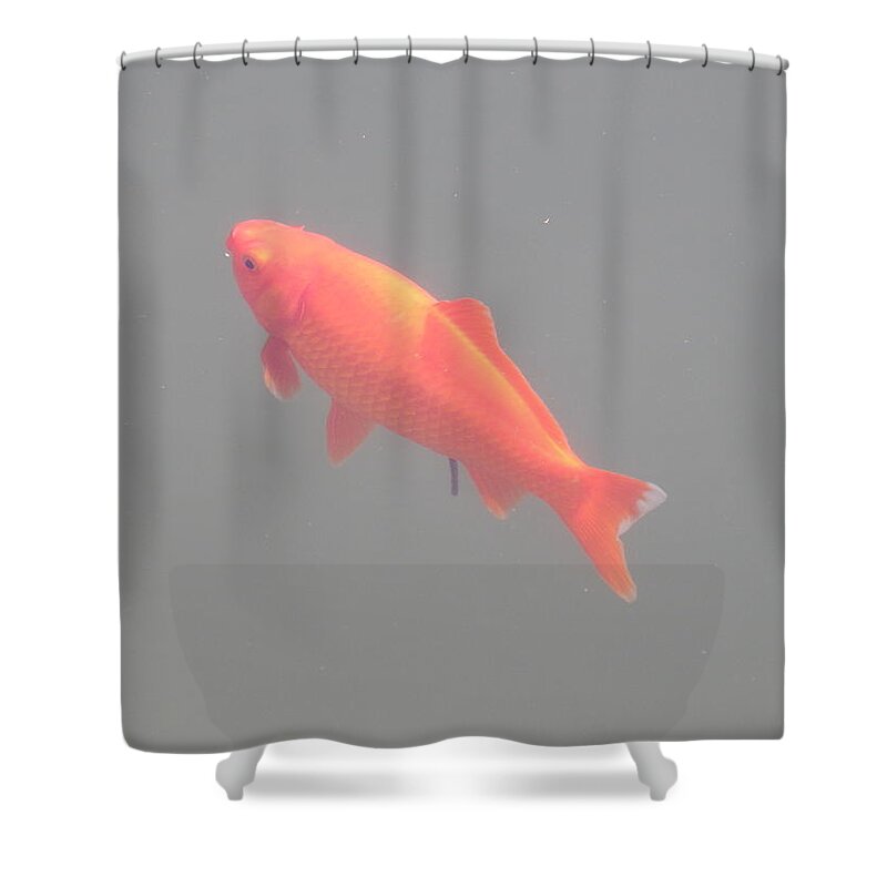 Aquarium Shower Curtain featuring the photograph Fish swim in the water tank flock by Oleg Prokopenko