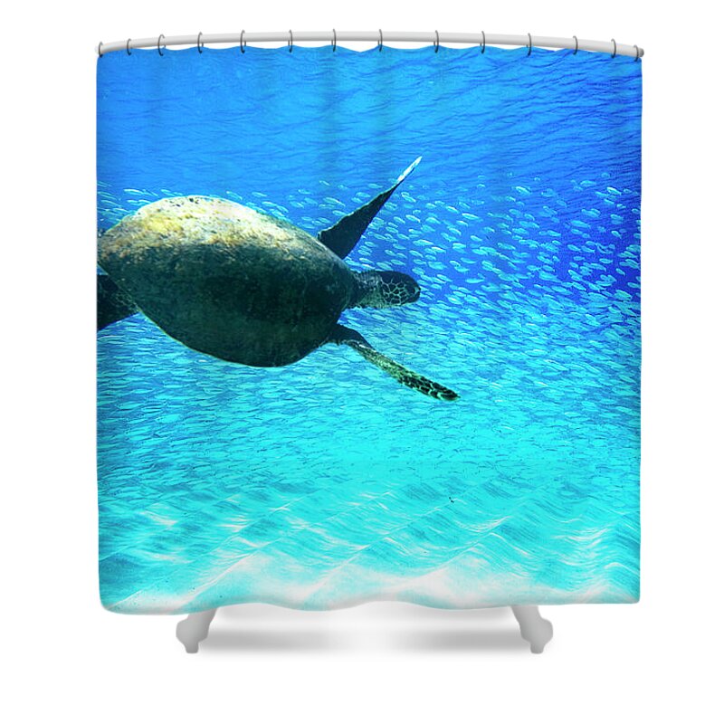 Sea Shower Curtain featuring the photograph Fish Swoop by Sean Davey