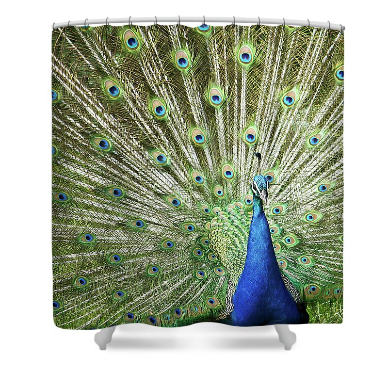 Kent Shower Curtain featuring the photograph Flamboyance by Mike Matthews Photography