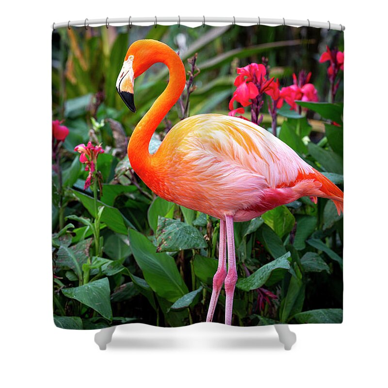Pink Shower Curtain featuring the photograph Flamingo III by Brian Jannsen