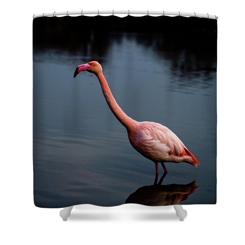 Animal Themes Shower Curtain featuring the photograph Flamingo In The Water by 627