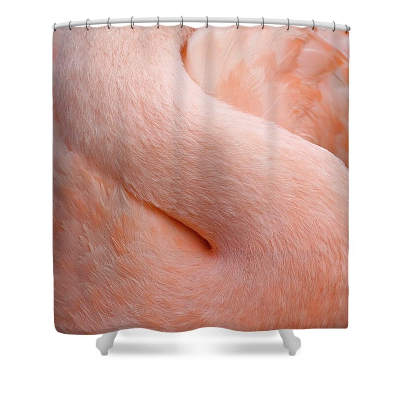 Curve Shower Curtain featuring the photograph Flamingo Neck by Mathew Spolin