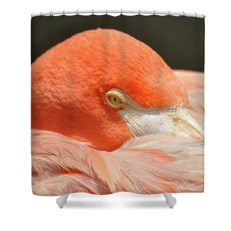 Animal Themes Shower Curtain featuring the photograph Flamingo Resting by By Eugenio Carrer São Paulo Brazil