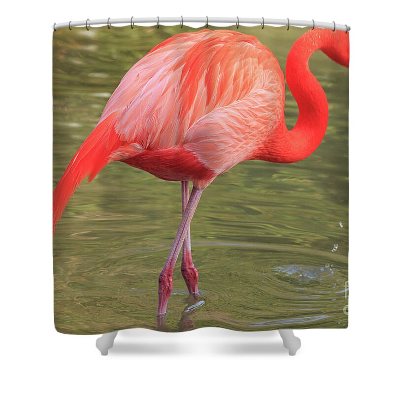 Bird Shower Curtain featuring the photograph Flamingo San Diego by Edward Fielding