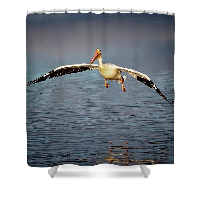White Shower Curtain featuring the photograph Flaps Down by Ronald Lutz