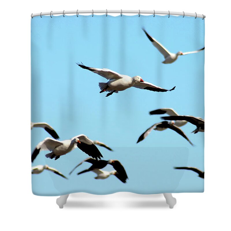 Geese Shower Curtain featuring the photograph Flock in Flight by Steve Karol