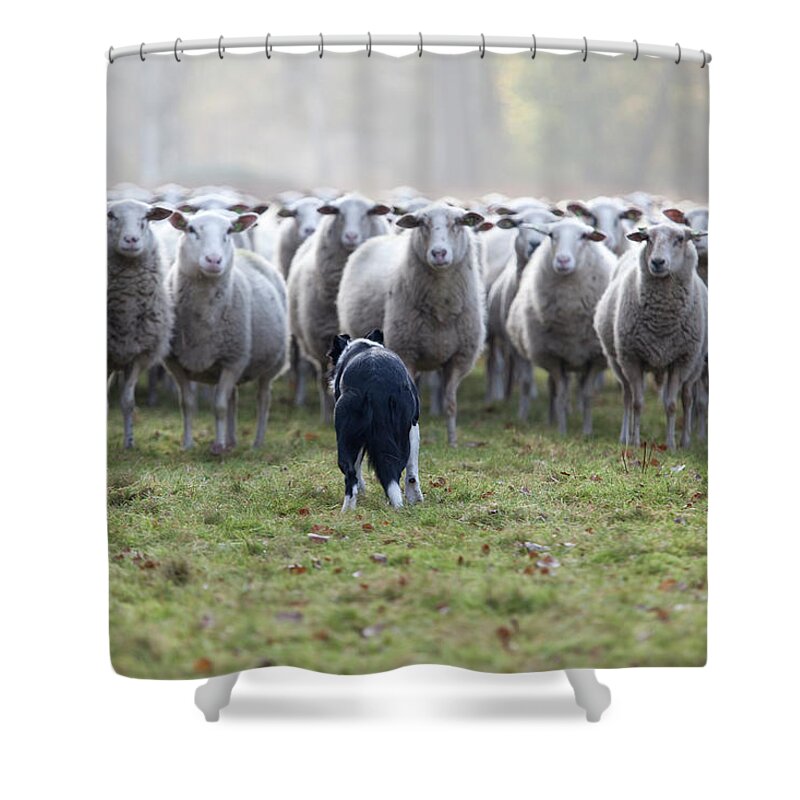 Pets Shower Curtain featuring the photograph Flock Of Sheep And Dog by Marcusrudolph.nl