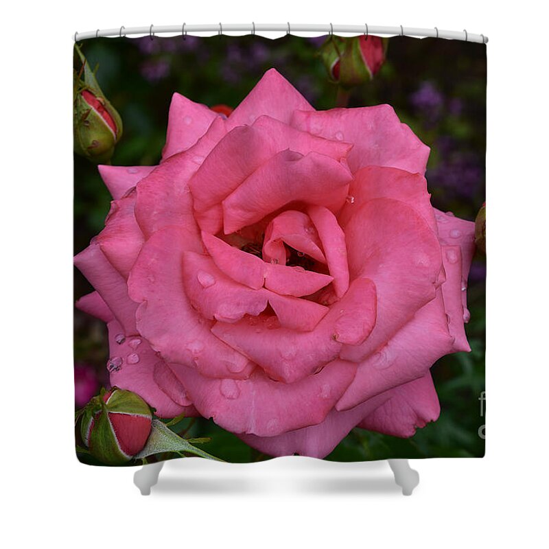 Rose Shower Curtain featuring the photograph Floribunda Rose - Double Pink by Yvonne Johnstone