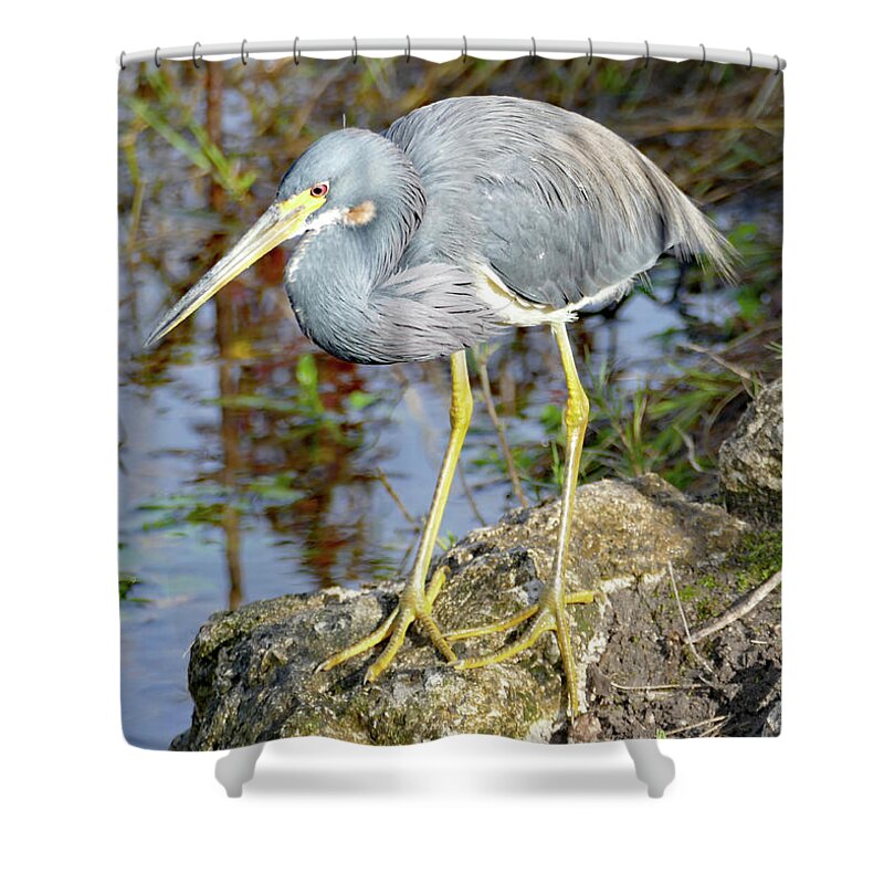 Bird Shower Curtain featuring the photograph Florida Tricolored Heron by Margaret Zabor