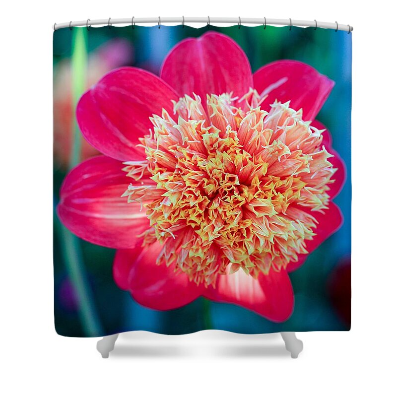 Flower Shower Curtain featuring the photograph Flower I by Anamar Pictures