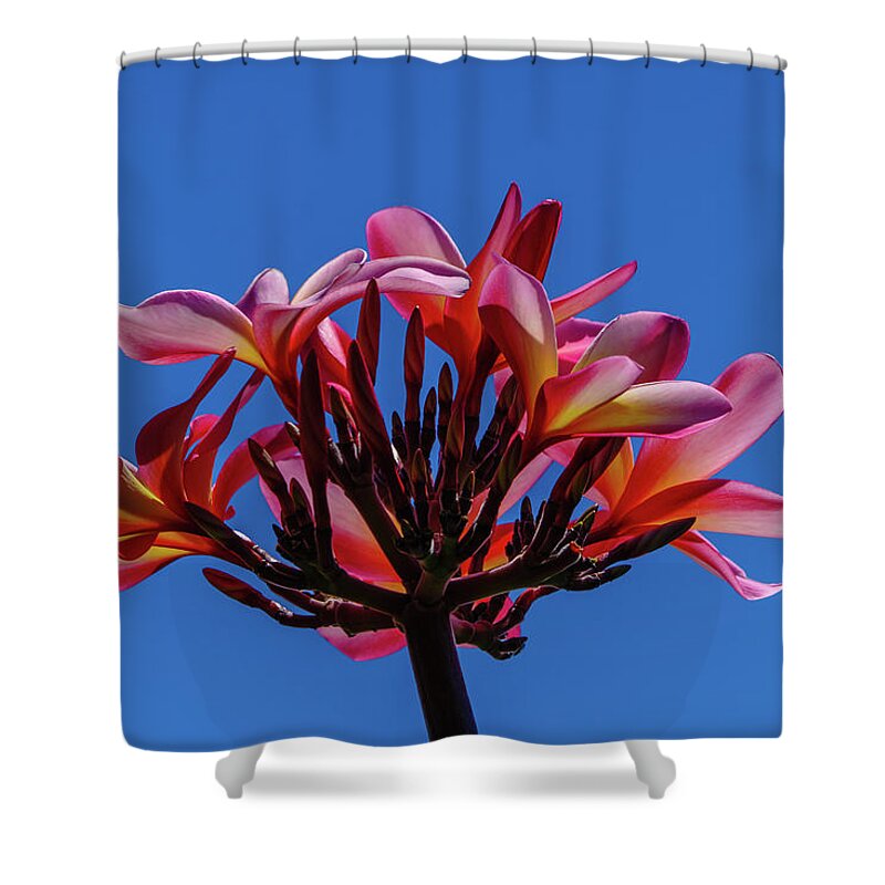 Hawaii Shower Curtain featuring the photograph Flowers in Clear Blue Sky by John Bauer