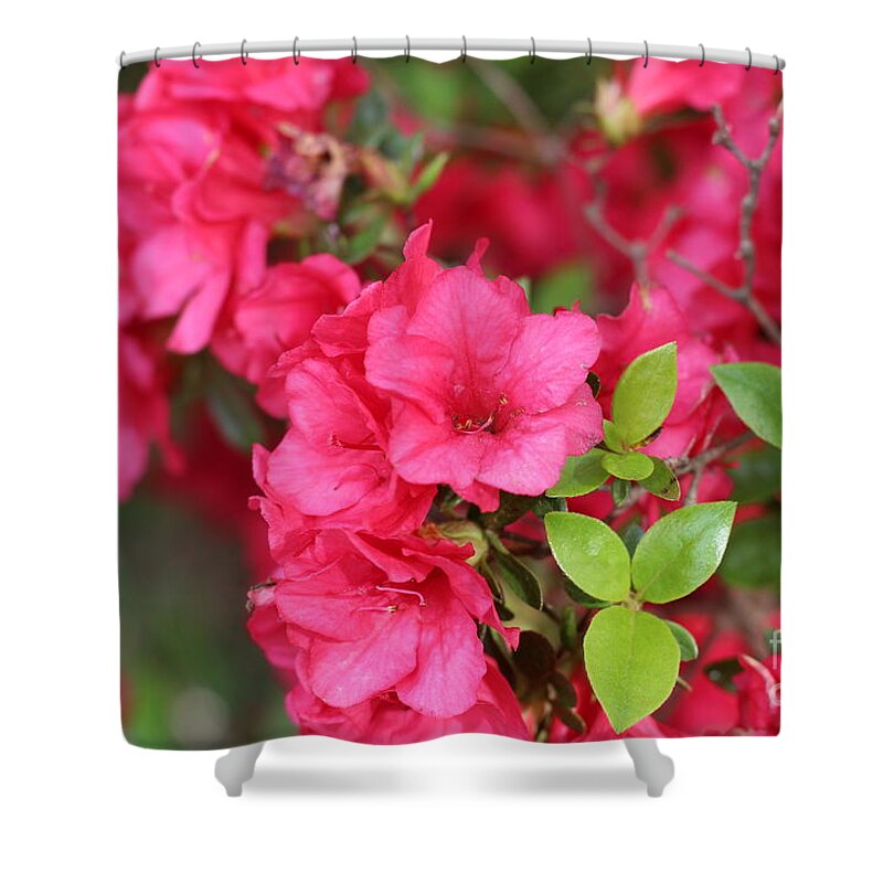 Multi Colored Floral Buds Shower Curtain featuring the photograph Multi Colored Floral Buds by Barbra Telfer