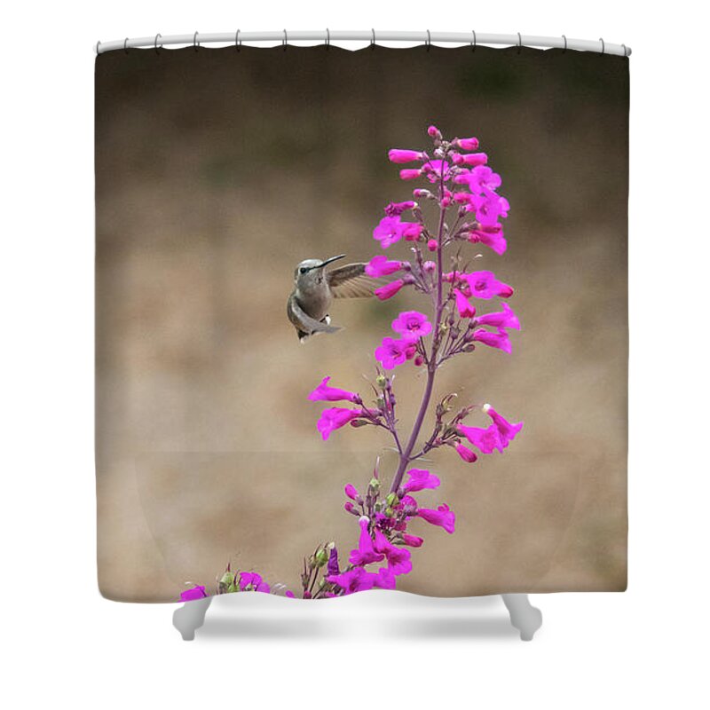 Hummingbird Shower Curtain featuring the photograph Fly-By Hummingbird by Joanne West