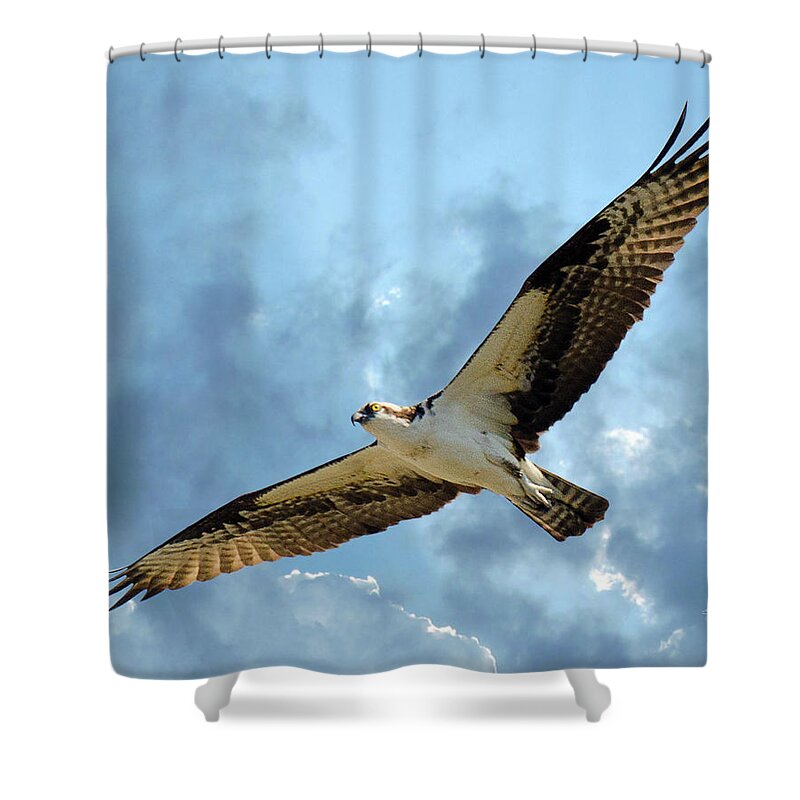 Flying Shower Curtain featuring the photograph Flying High by Michael Frank