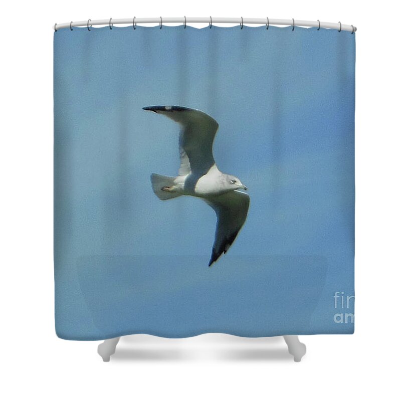 Flying Seagull Shower Curtain featuring the photograph Flying Seagull by Rockin Docks