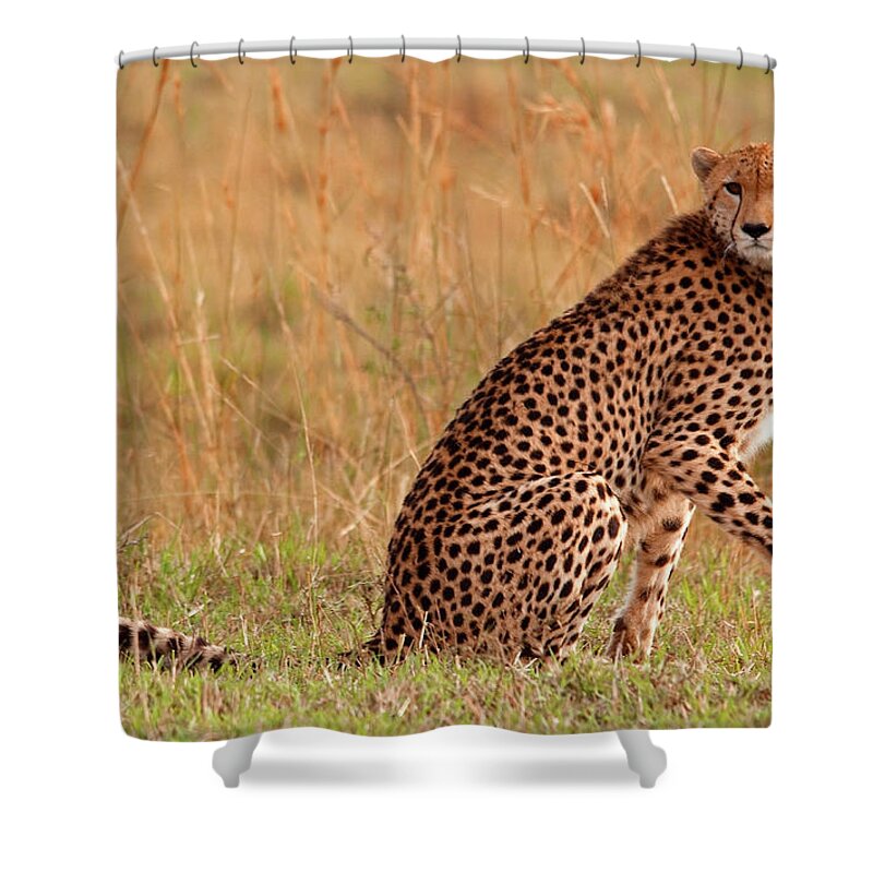 Scenics Shower Curtain featuring the photograph Focused Cheetah by Wldavies