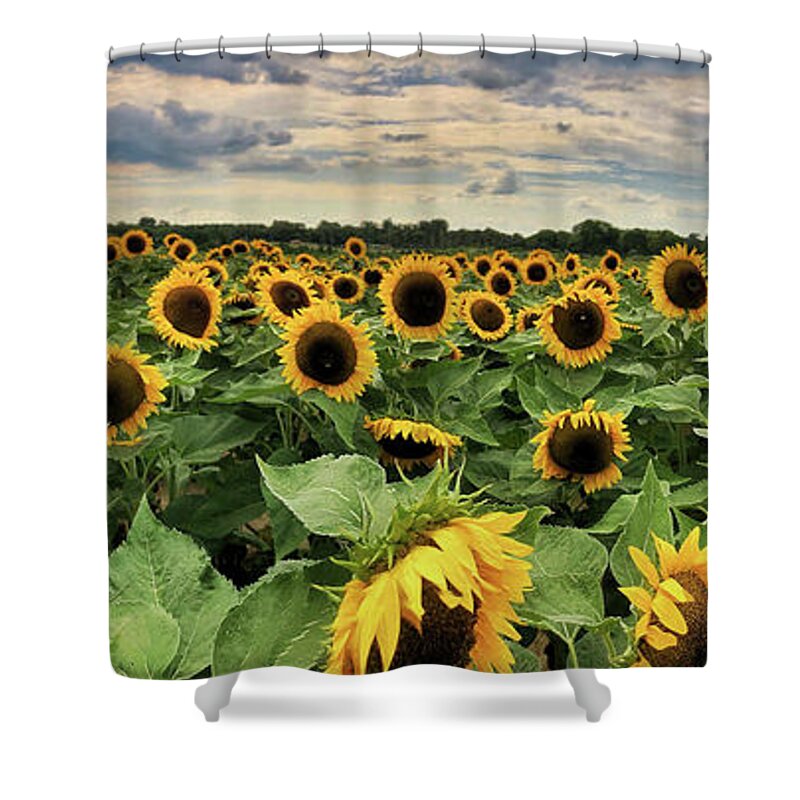 Sunflower Shower Curtain featuring the photograph Following the Sun by Andrea Platt