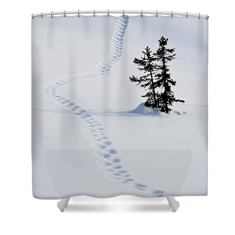 Cold Temperature Shower Curtain featuring the photograph Footstep Trail On Snow by Fstop Images - Gerhard Fitzthum