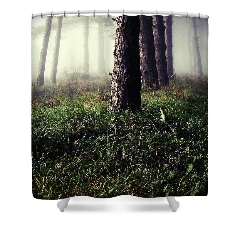 Bulgaria Shower Curtain featuring the photograph Forest Floor And Trees On Foggy Day by By Julie Mcinnes